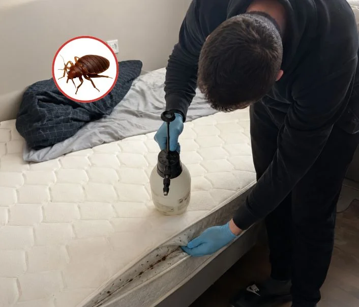 Technicien traitant un matelas contre les punaises de lit à Saint-Hilaire